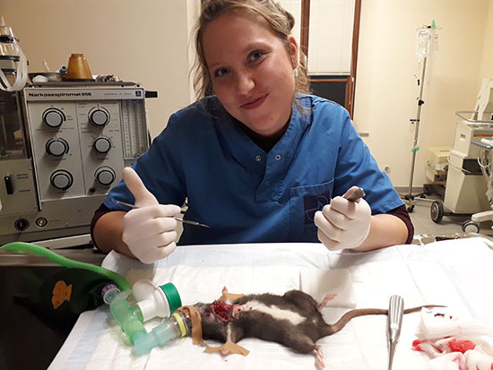 Chirurgie fret bij Solivet