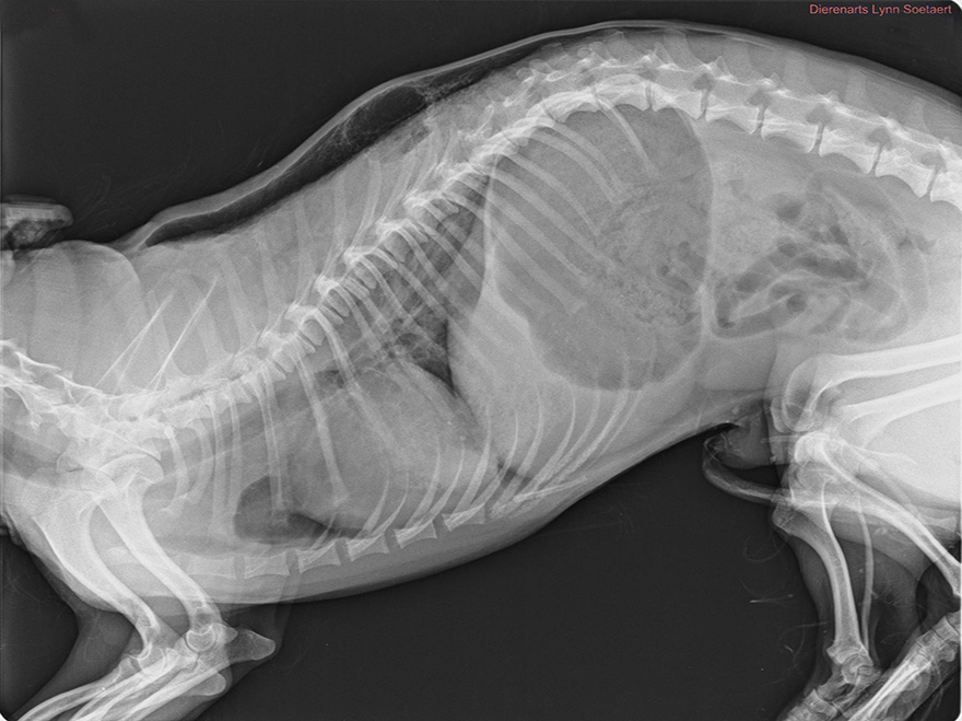 radiografie bij dierenartspraktijk Solivet